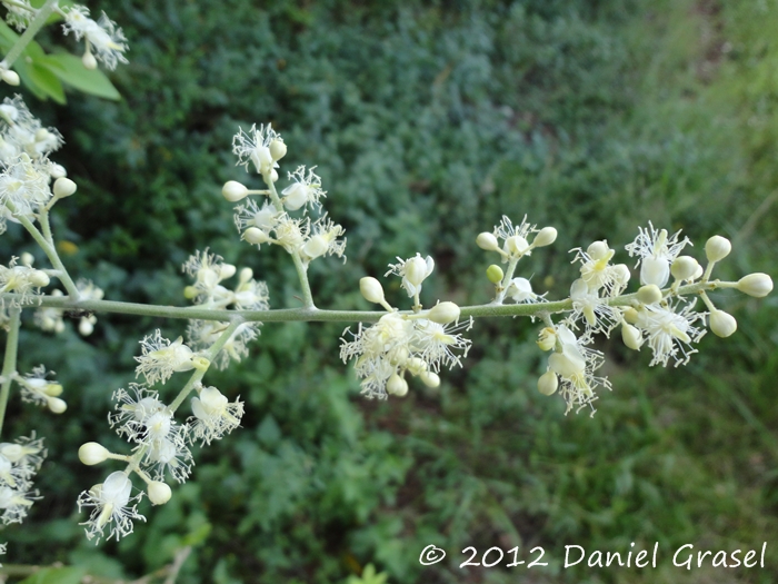 Seguieria aculeata