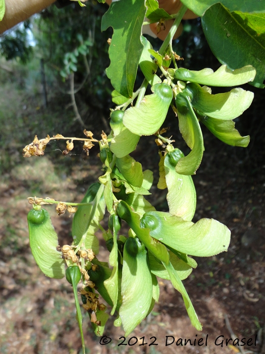 Seguieria aculeata