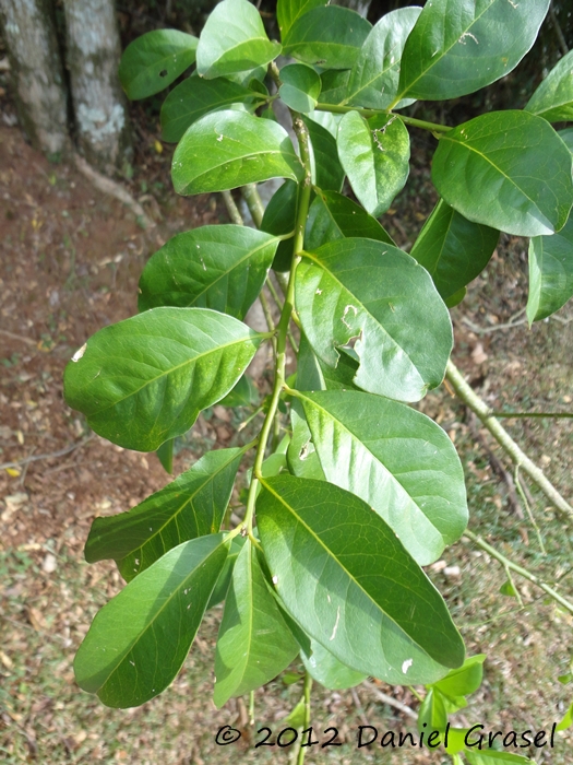 Seguieria aculeata