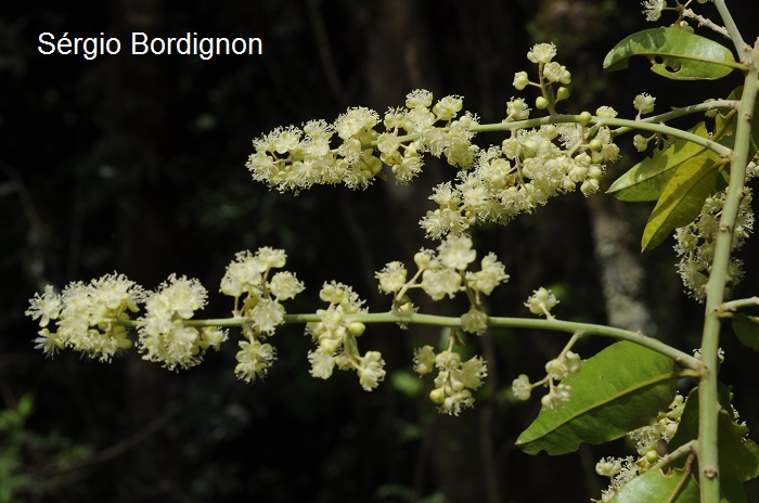 Seguieria aculeata