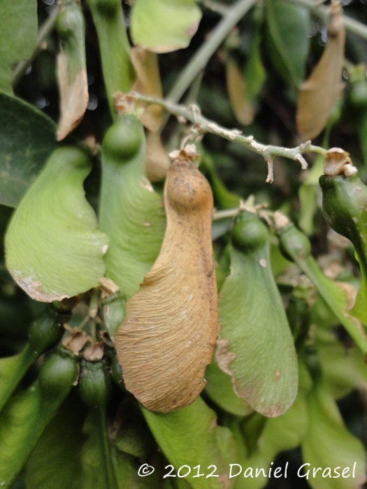 Seguieria aculeata