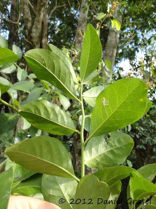 Seguieria aculeata