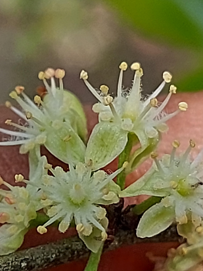 Casearia decandra