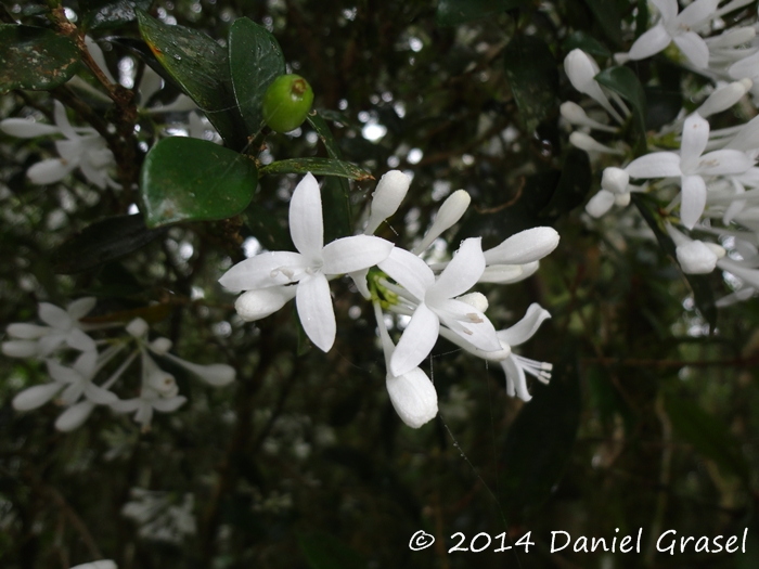 Rudgea parquioides