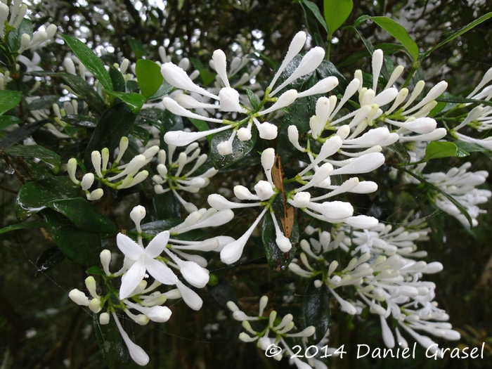 Rudgea parquioides