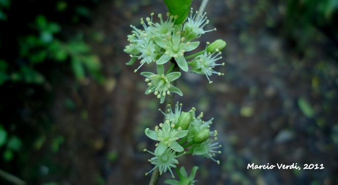 Casearia decandra