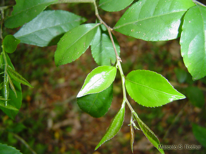 Casearia decandra