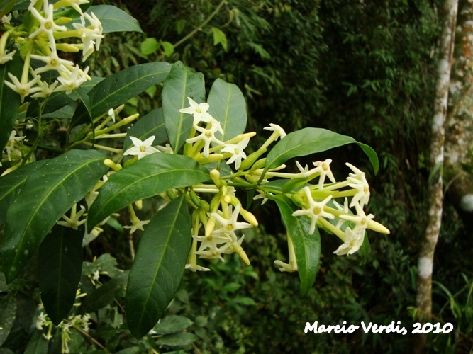 Cestrum bracteatum