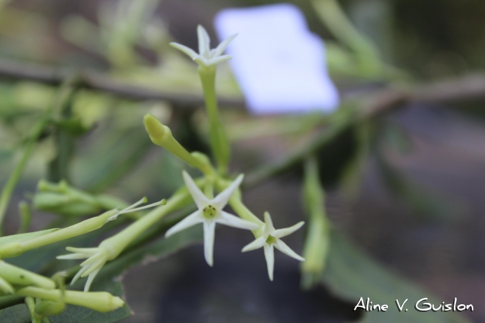 Cestrum bracteatum