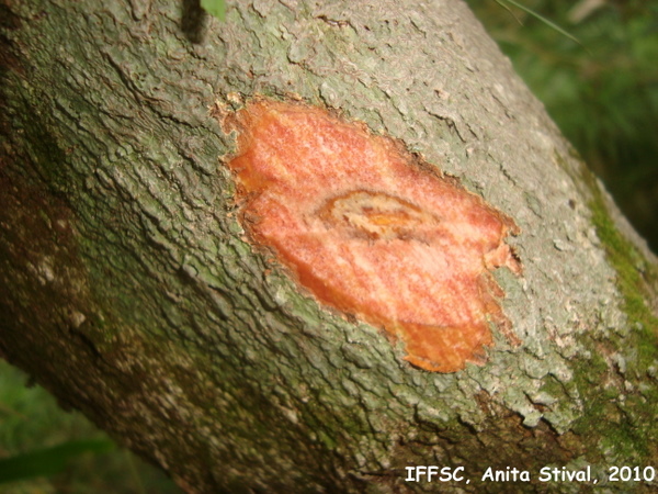 Ouratea sellowii