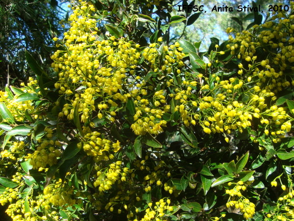 Ouratea sellowii
