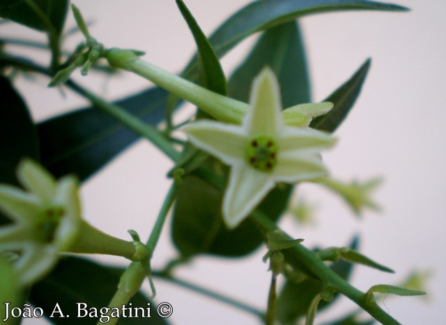 Cestrum intermedium