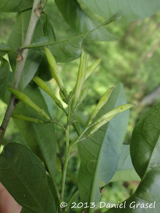 Cestrum intermedium