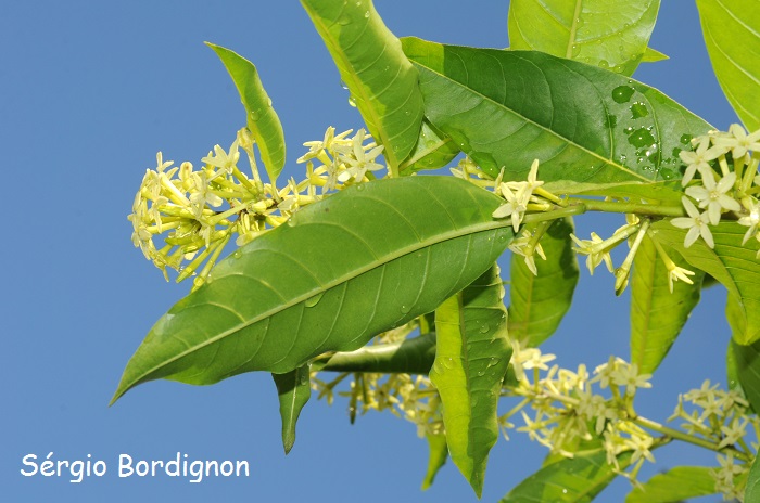 Cestrum intermedium