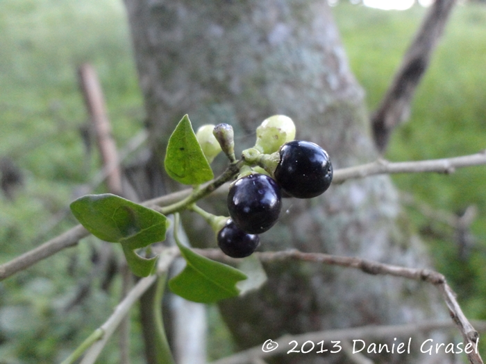 Cestrum intermedium