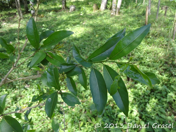 Cestrum intermedium