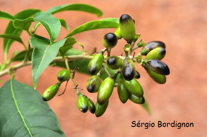 Cestrum intermedium