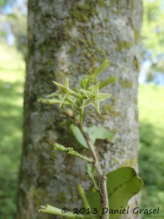 Cestrum intermedium