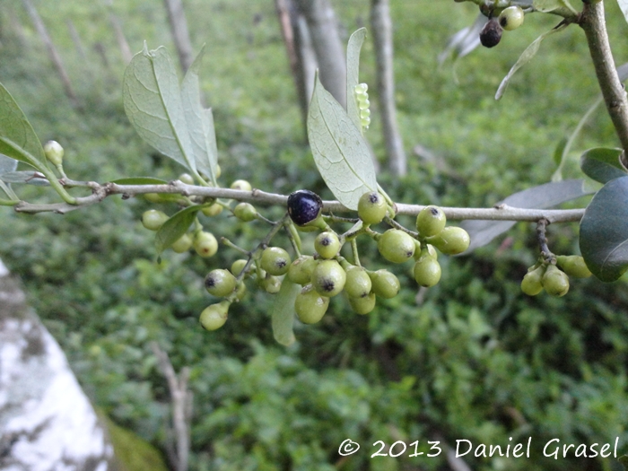 Cestrum intermedium