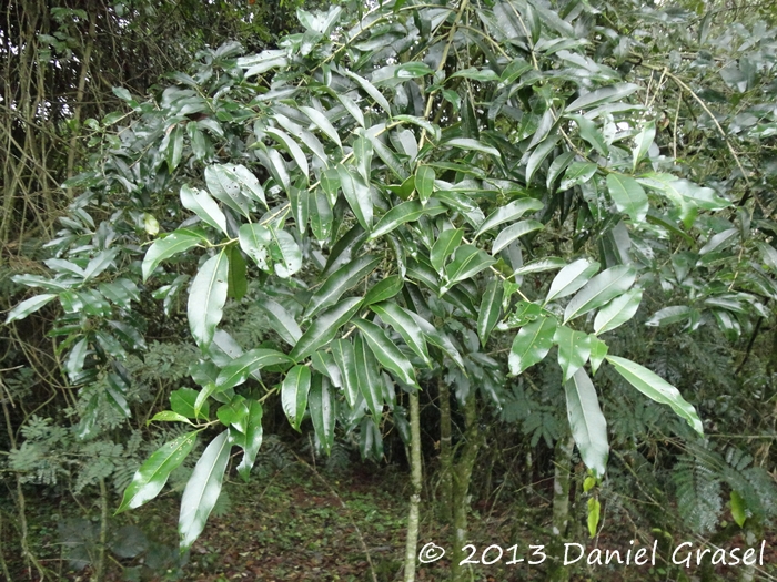 Cestrum intermedium