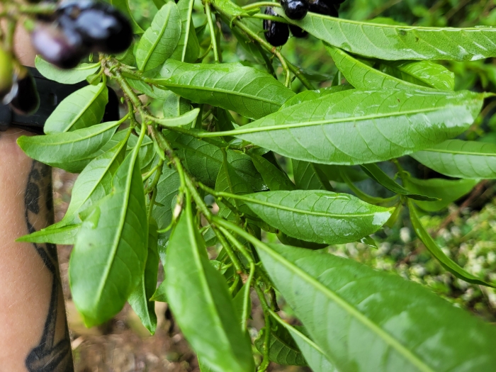 Cestrum intermedium