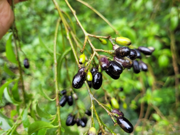 Cestrum intermedium