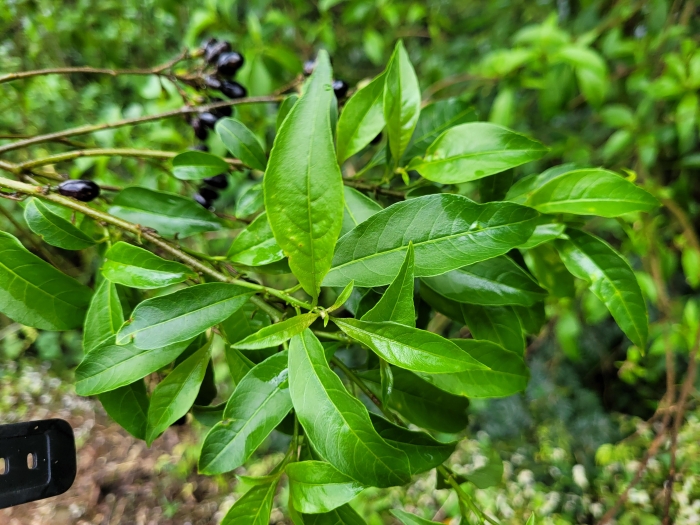 Cestrum intermedium