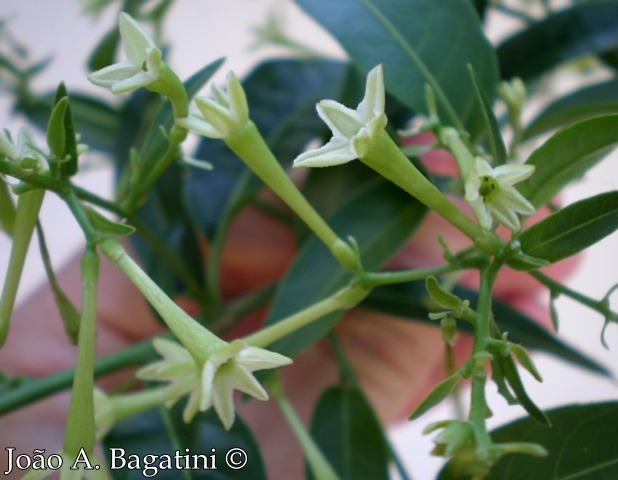 Cestrum intermedium