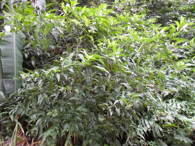 Solanum compressum
