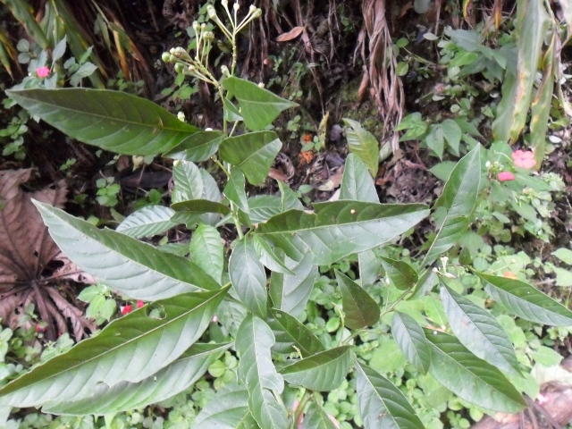 Solanum compressum