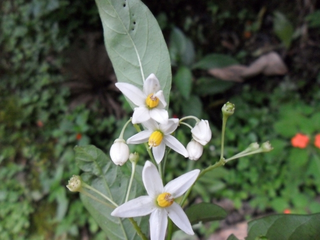 Solanum compressum
