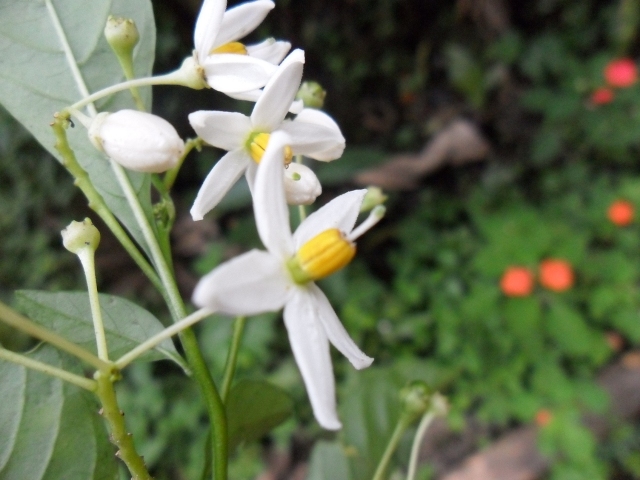 Solanum compressum