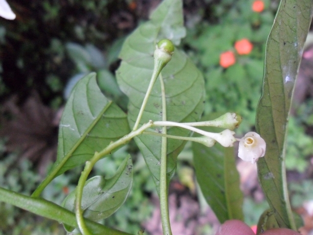 Solanum compressum