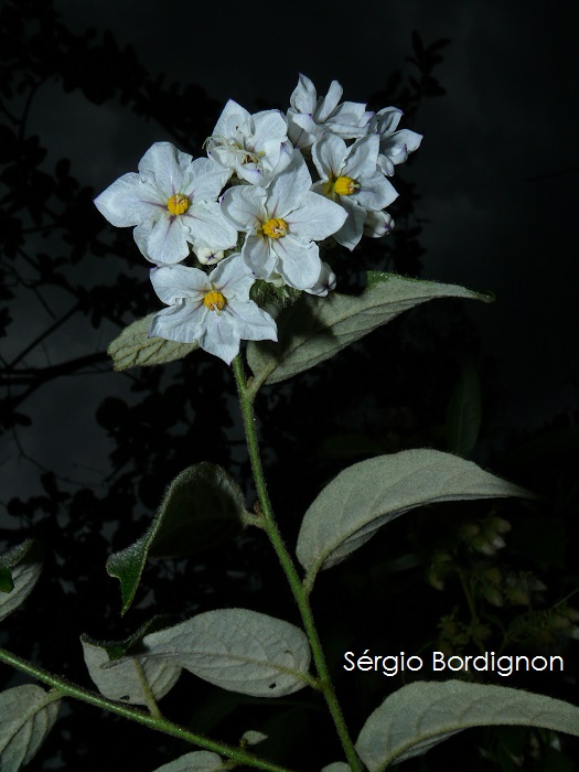 Solanum concinnum