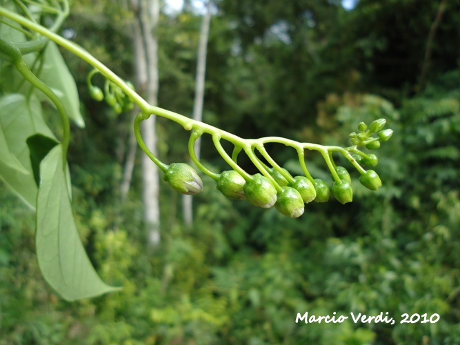 Solanum diploconos