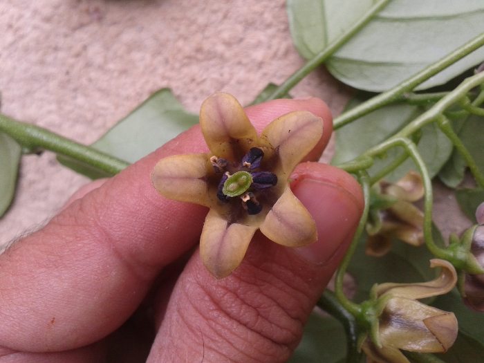 Solanum diploconos