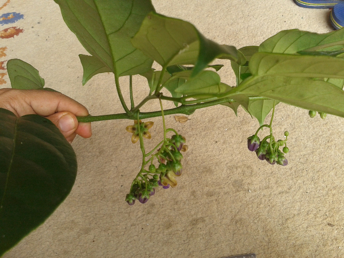 Solanum diploconos