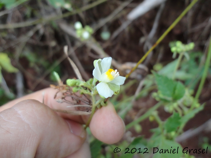 Cardiospermum grandiflorum