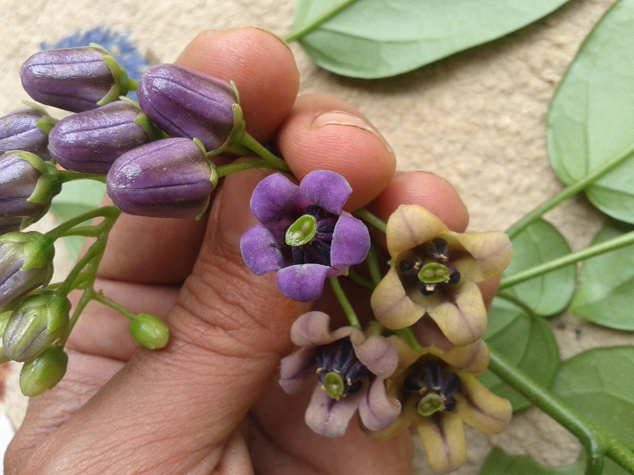 Solanum diploconos