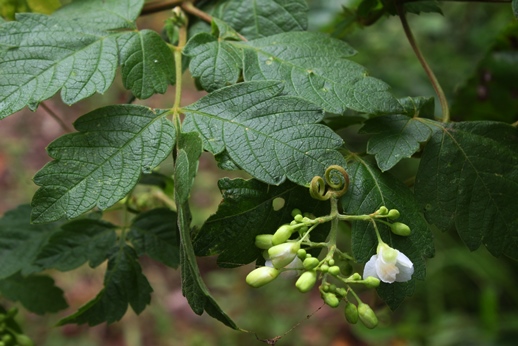 Cardiospermum grandiflorum