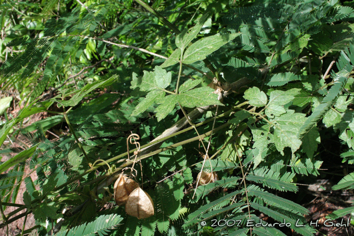 Cardiospermum grandiflorum