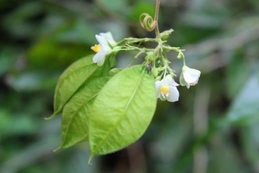 Cardiospermum grandiflorum