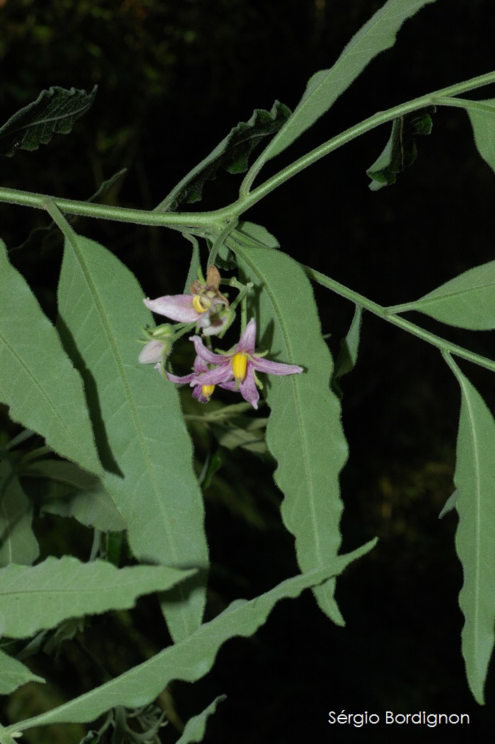 Solanum johannae