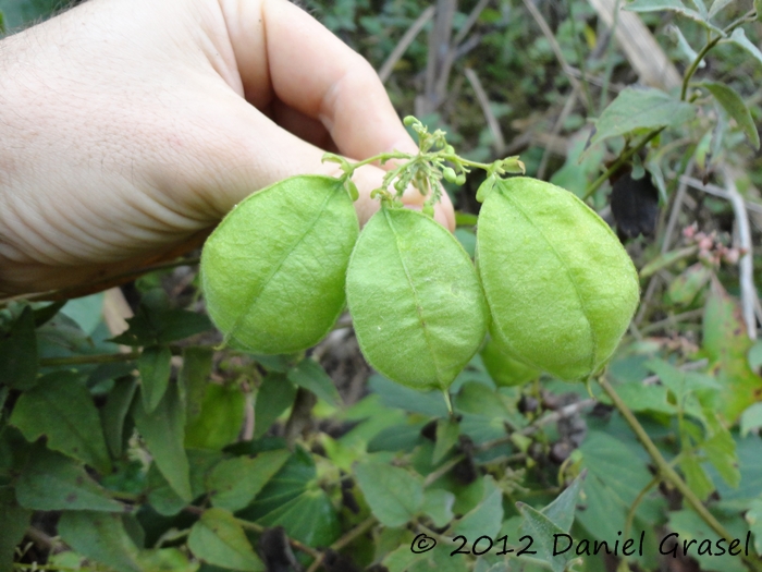 Cardiospermum grandiflorum