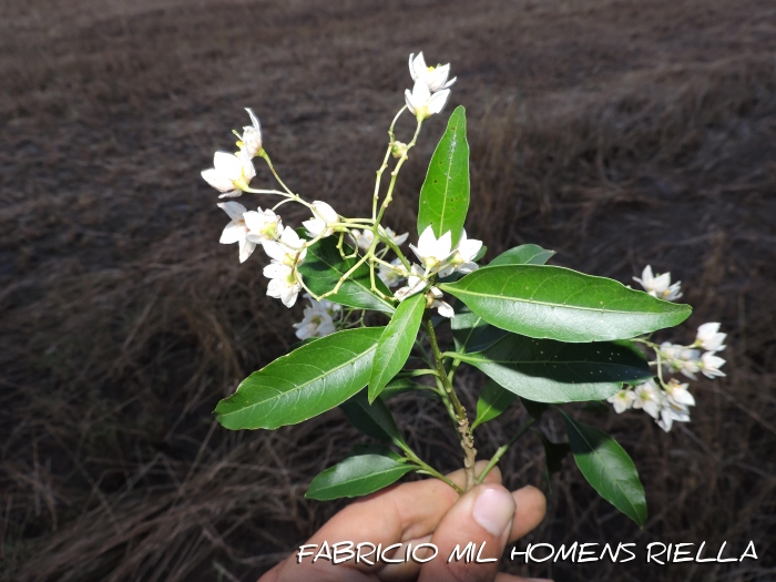 Solanum pabstii