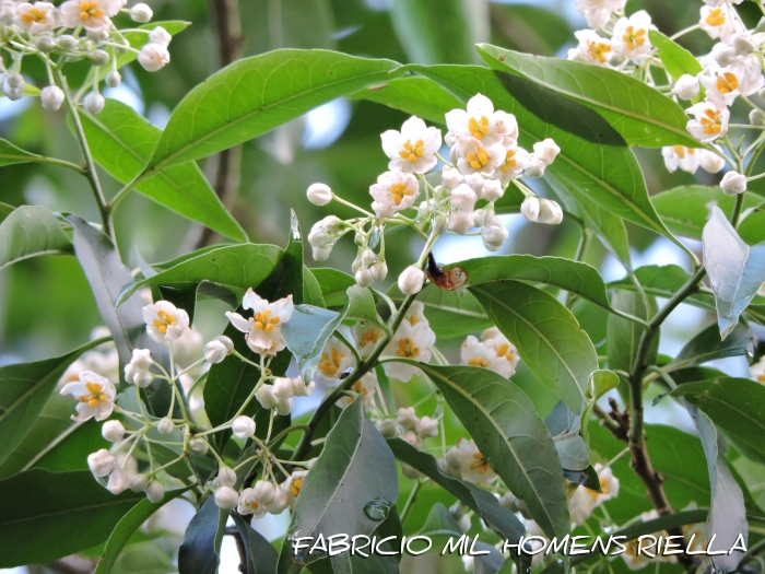 Solanum pabstii