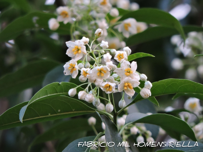 Solanum pabstii