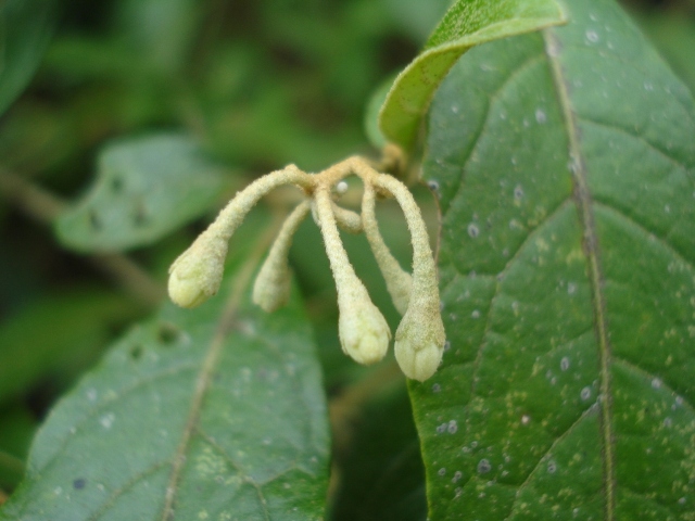 Solanum paranense