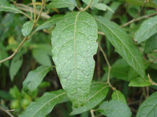 Solanum paranense