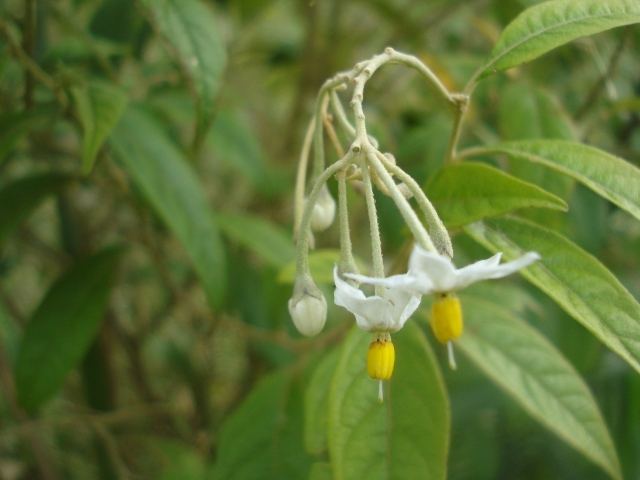 Solanum paranense